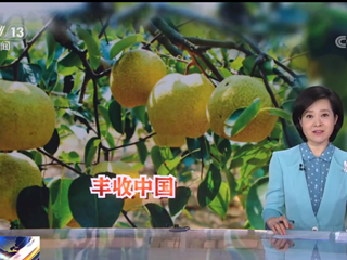 [新闻直播间]河南宁陵丰收中国庆丰收22万亩酥梨采摘忙